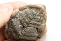 Nodule de fougère: NEUROPTERIS recouvert de chalcopyrite