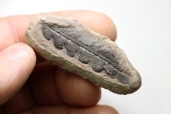 Nodule de fougère: NEUROPTERIS - carbonifère - Mazon creek - USA