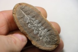 Nodule de fougère: NEUROPTERIS - carbonifère - Mazon creek - USA