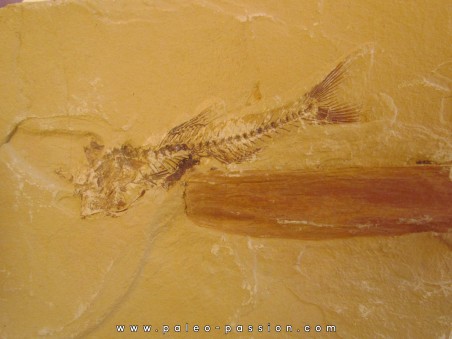 poisson fossile AMPHIPLAGA BRACHYPTERA