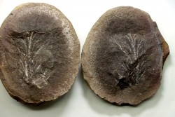 Nodule de fougère: MARIOPTERIS WILMINGTONE - carbonifère - Mazon creek - USA