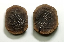 Nodule de fougère: ASTEROPHYLLITES LONGIFOLIUS - carbonifère - Mazon creek - USA