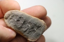 Nodule de fougère: ANNULARIA RADIATA - carbonifère - Mazon creek - USA