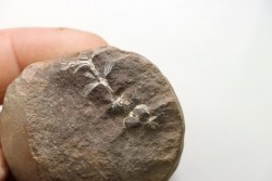 Nodule de fougère: ANNULARIA RADIATA - carbonifère - Mazon creek - USA