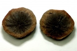ANNULARIA STELLATA - Carboniferous - Mazon Creek - USA