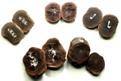 set of 5 concretions, Carboniferous from Mazon Creek - USA