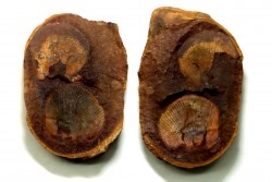Nodule avec bivalve: AVICULOPECTEN MAZONENSIS - carbonifère - Mazon creek - USA