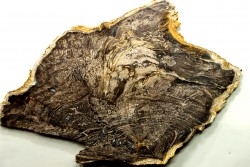 CALLIXYLON WHITEANUM - Devonien - Woodford Shale - Oklahoma - USA
