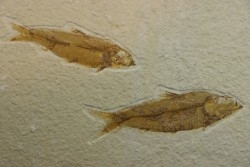 poisson fossile KNIGHTIA EOCAENA - USA