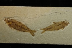 poisson fossile KNIGHTIA EOCAENA - USA