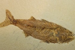 GRAND poisson fossile 24 cm! Mioplosus labracoides - USA