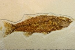 poisson fossile Mioplosus labracoides - USA