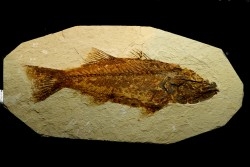 ENORME poisson fossile de 33 cm! Mioplosus labracoides - USA
