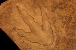 dinosaur foot print : Grallator variabilis