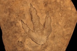 dinosaur foot print : Grallator variabilis