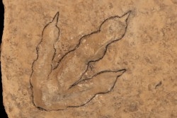 dinosaur foot print : Grallator variabilis