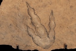 dinosaur foot print : Grallator variabilis