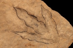 empreinte de dinosaure Grallator variabilis
