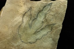 dinosaur foot print : Grallator variabilis