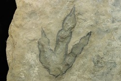 dinosaur foot print : Grallator variabilis