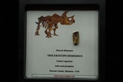 dinosaure tooth: TRICERATOPS HORRIDUS