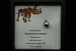 coffret dent de TRICERATOPS HORRIDUS