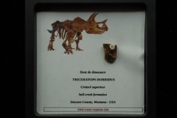 coffret dent de TRICERATOPS HORRIDUS