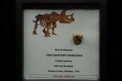 dinosaure tooth: TRICERATOPS HORRIDUS