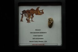 coffret dent de TRICERATOPS HORRIDUS