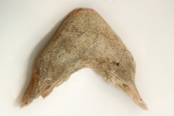 MANDIBULE of  SEA TURTTLE: Eclaste sp. - Paleocene -Maroc  Oued Zem - Morocco
