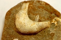 MANDIBULE of  SEA TURTTLE: Eclaste sp. - Maastrichian - Oued Zem - Morocco