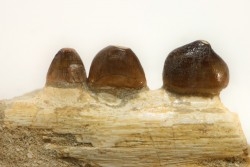 VERY RARE PARTIAL MANDIBULE: CARINODENS BELGICUS - Maastrichtian - Oued Zem - Morocco