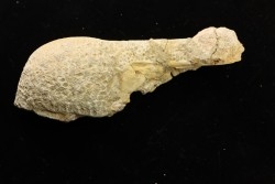 fish: Stratodus apicalis - Maastrichtian - Oued Zem, MOROCCO