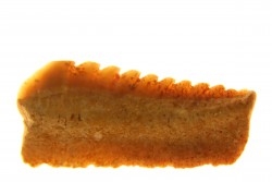 Hexanchus microdon - Thanétien - Oued Zem, Maroc