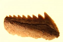 Hexanchus microdon - Thanétien - Oued Zem, Maroc