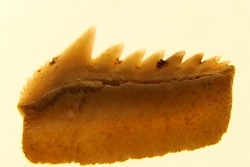Hexanchus microdon - Thanétien - Oued Zem, Maroc