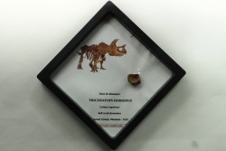 coffret dent de TRICERATOPS HORRIDUS
