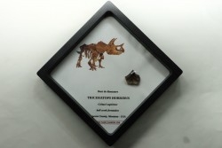 dinosaure tooth: TRICERATOPS HORRIDUS