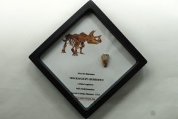 dinosaure tooth: TRICERATOPS HORRIDUS