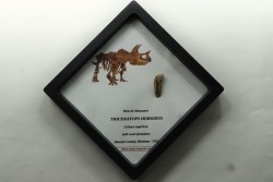 dinosaure tooth: TRICERATOPS HORRIDUS