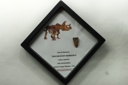 dinosaure tooth: TRICERATOPS HORRIDUS