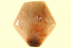 BRACHIOPODE POLISHED - AGATE - Composita subtilita - Pennsylvanian - Sandoval County, NM - USA