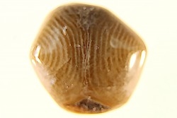 BRACHIOPODE POLISHED - AGATE - Composita subtilita - Pennsylvanian - Sandoval County, NM - USA