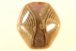 EXCEPTIONNEL CONSERVATION EN AGATE - Composita subtilita - Pennsylvanien - Sandoval County, NM - USA
