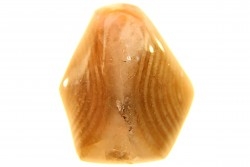 BRACHIOPODE POLISHED - AGATE - Composita subtilita - Pennsylvanian - Sandoval County, NM - USA