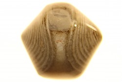 BRACHIOPODE POLISHED - AGATE - Composita subtilita - Pennsylvanian - Sandoval County, NM - USA