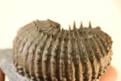 Douvilleiceras mammillatum - albien moyen - Courcelles - Troyes - Aube - France