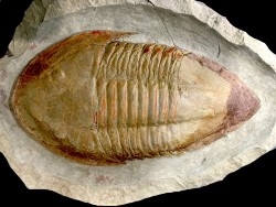 18 cm !!! Kierarges morrisoni // ordovicien // Zagora, Maroc