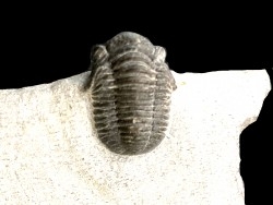 Dohmiella pooka - Eifelien - belgique