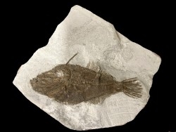 Frigocanthus margaritatus- Pliocene - Marrechia, Rimini, Italie
